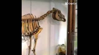 SINCE YOU WANT A PART 2. HERE IS IT!! | #passengerpigeon #sadedit #quagga