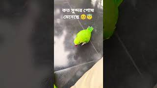 #music #coversong #birds #parrot #funny #colonelkkjϟ