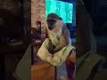 النسناس العبلنجي وجمالو