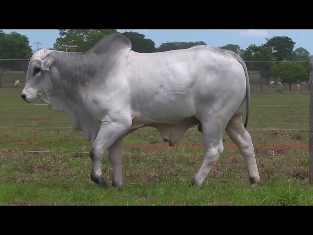 LOTE 09   ALMB 2149 mp4