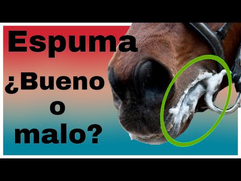 Video: ¿Qué significa boca de loro en los caballos?