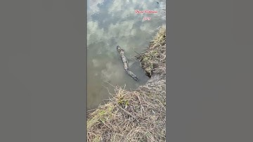 Setting beaver traps#dtuneoutdoors #outdoorsman #beaver #beavertrapping #pelt  #meat #castor#trapper