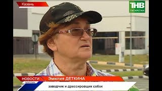 В Челнах собака бойцовской породы загрызла другую собаку В Челнах собака бойцовской породы загрызла другую собаку