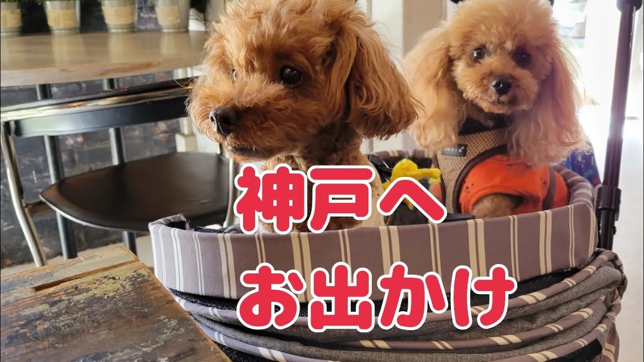 【犬とお出かけ】犬と行ける神戸。モザイク～南京町へ！