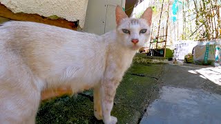 母猫が子猫を呼ぶも怖がってなかなか出てきてくれません