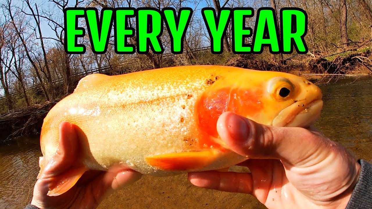 MASSIVE GOLDEN TROUT (Palomino) Pa Trout Fishing 2021 YouTube