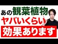 玄関に置くだけで「金運・健康運・恋愛運」爆上がりする観葉植物５つご紹介します！