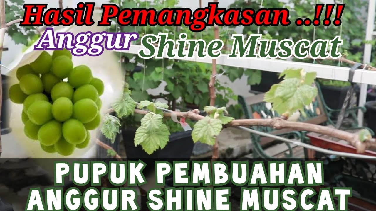 Pupuk Pembuahan ANGGUR SHINE MUSCAT