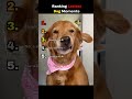 Ranking the Laziest Dog Moments 😴  #dogs #shorts