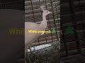 #white# peacock #🦚 reels#short#