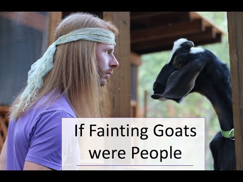 What if Fainting Goats were People? [Video]