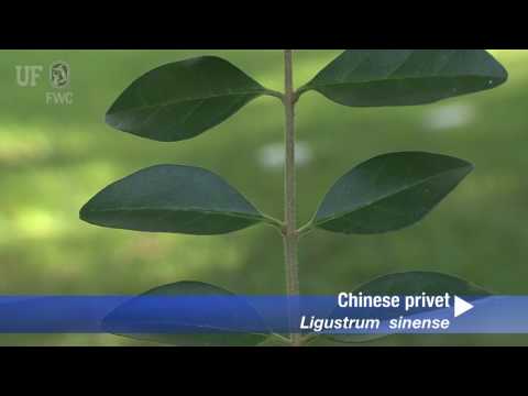 Chinese Privet (Ligustrum sinense) - YouTube