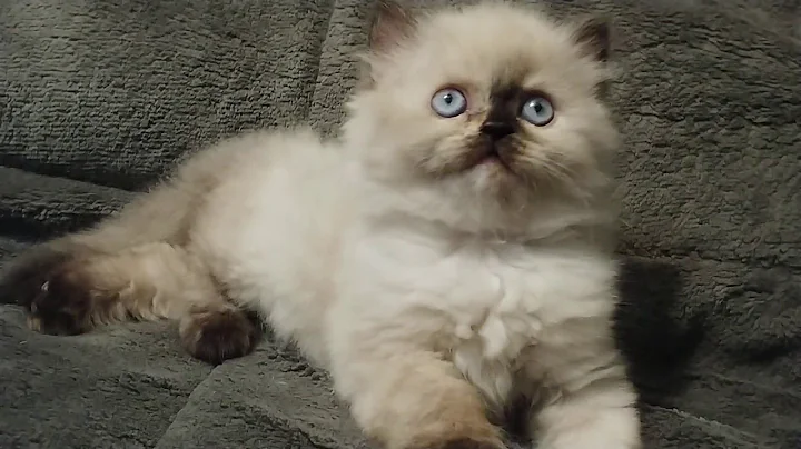 Video 512201: persian himalayan female kitten, persians cfa kitten