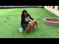Dogs to adopt