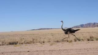 Ostrich at fullspeed