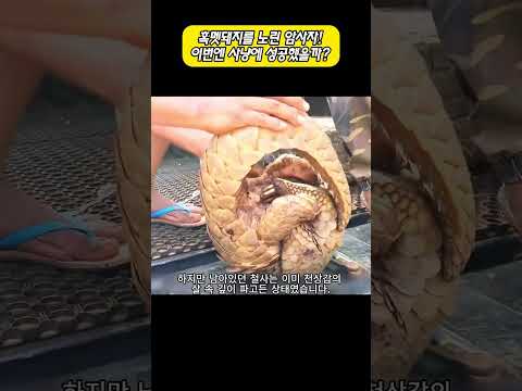 철사에 몸이 감긴 천산갑! 과연 무사히 구조될 수 있었을까? thumbnail