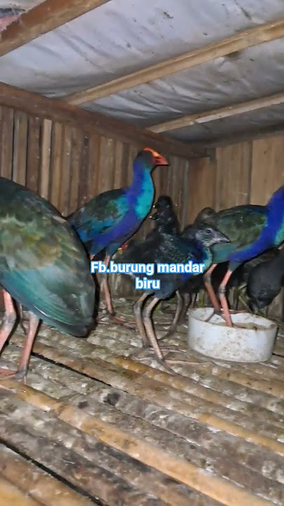 #shorts indukan burung mandar biru cocok buat burung hias