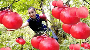 How to Hunt for Ripe Red Fruits in the Deep Forest With My Recipe / Cooking with Ly Thi Cam