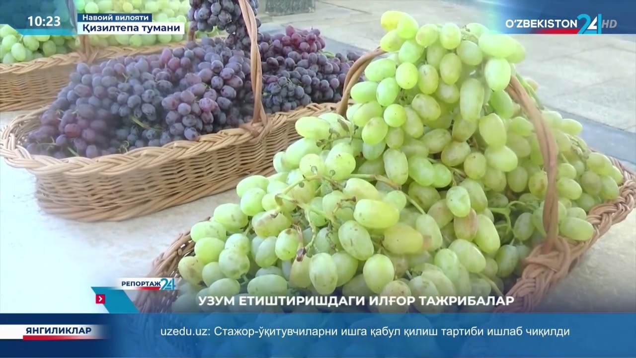 Navoiy viloyati Qiziltepa tumani uzum etishtirishdagi ilg'or tajribalar