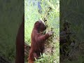 The Orangutan That Can Smile Like a Human#shorst#orangutans#funnyvideo#funnyanimals