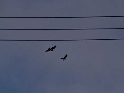 The battle of Black Kite vs Jungle Crow