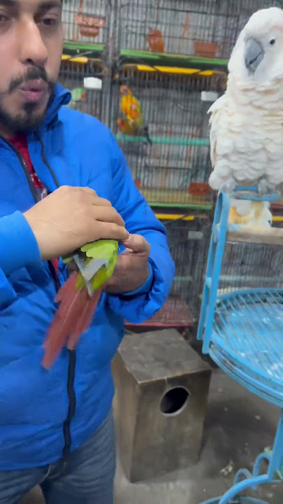 Attack kr diya parrot ne😱😂#foryou #birds #handfeed #parrot #trendingshorts #babybird #viralvideos