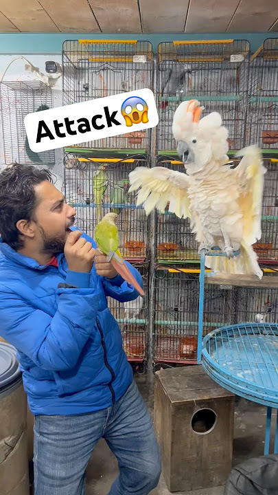 Attack kr diya parrot ne😱😂#foryou #birds #handfeed #parrot #trendingshorts #babybird #viralvideos