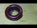 Red millipede unwinding