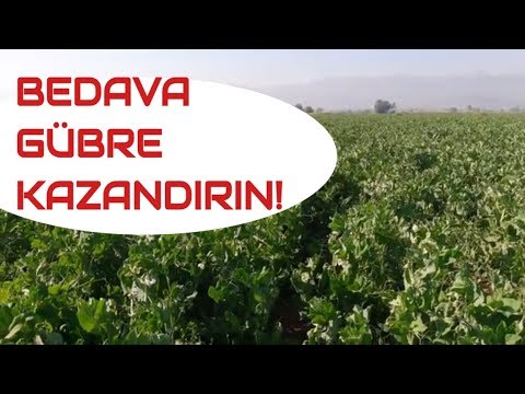 Video: Yeşil gübre nedir ve neden gereklidir? Yeşil gübre ne zaman ekilir ve ne zaman örtülür