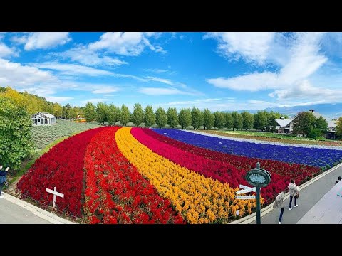 Video: Explosión de flores de Sony Bravia