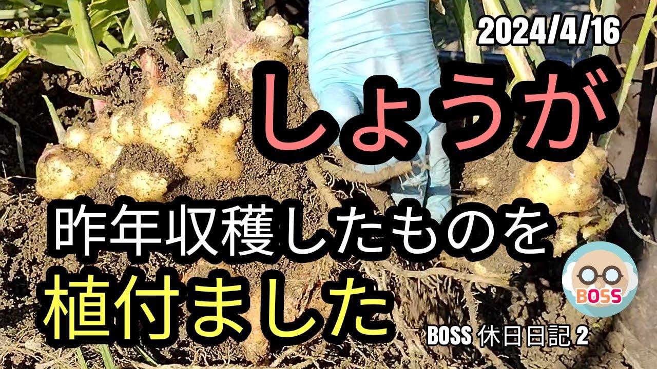 しょうが（生姜）植付ました 昨年収穫したものを保存して植付ました も