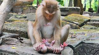 Oh my! Amanda, what are you doing with your newborn monkey? Please Love baby monkey Net Worth