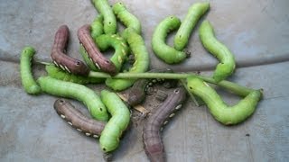 Welcome to gardening & more _ organic pesticide. huge worms ate my
grape vines, horn worm , today i collect caterpillars the way ...