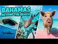 Vacation in the Bahamas | Sharks, Blue Holes &amp; Pink Sand