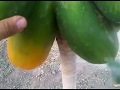 Vertin Valdivia Presenta: La Planta de Papaya.
