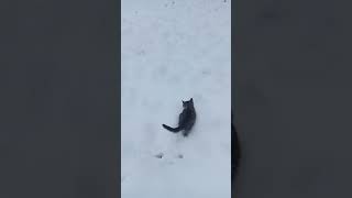 Cat tv Cat sound winter catvideos kittens fypシ meow