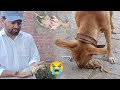 Lilly Pit Bull Dog Attack On Chicks 😰 - Pit Bull Na Choza Per Hamla Kr Diya - 3mbvlogs