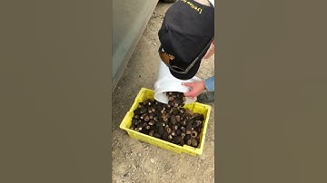 It was a good day for foraging: 25 pounds of morel mushrooms in BC, 2022. 🍄🤏🪣