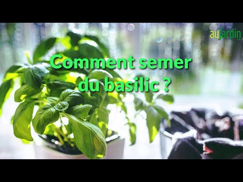 Vidéo: Basilic nain grec – Conseils pour faire pousser du basilic grec dans les jardins