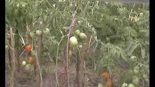 профилактика фитофторы, открытый грунт помидоры
