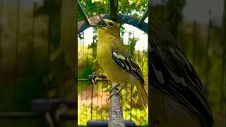 masteran pikat sirtu gacor dor suara keras paling di cari #kicaumania