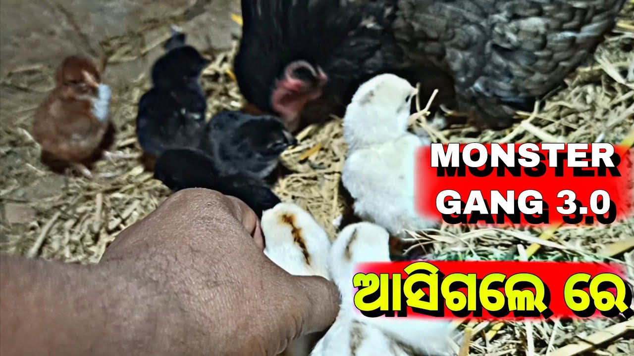 New monster gang ଅସିଗଲେରେ ...🤗🤗