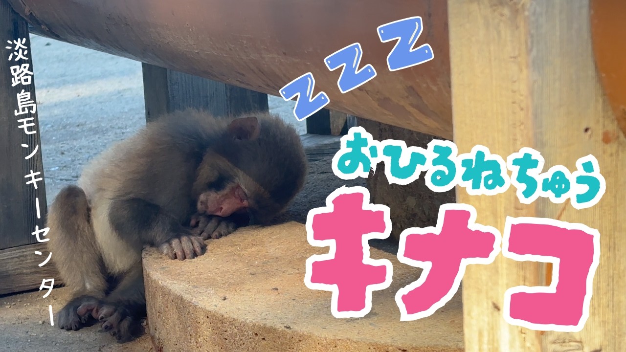 おひるねがしたいポコの娘キナコちゃん【淡路島モンキーセンター】兵庫県洲本市