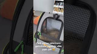 Veterinere Ürülen Kedi Ir