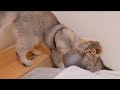 The kitten that punches its big brother and gets punched back is so cute