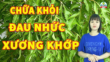 Chữa Khỏi Đau Nhức Xương Khớp Tại Nhà Nhờ Dùng Cây Đinh Lăng Theo Cách Này