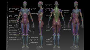 ZBrush Human Anatomy for beginners