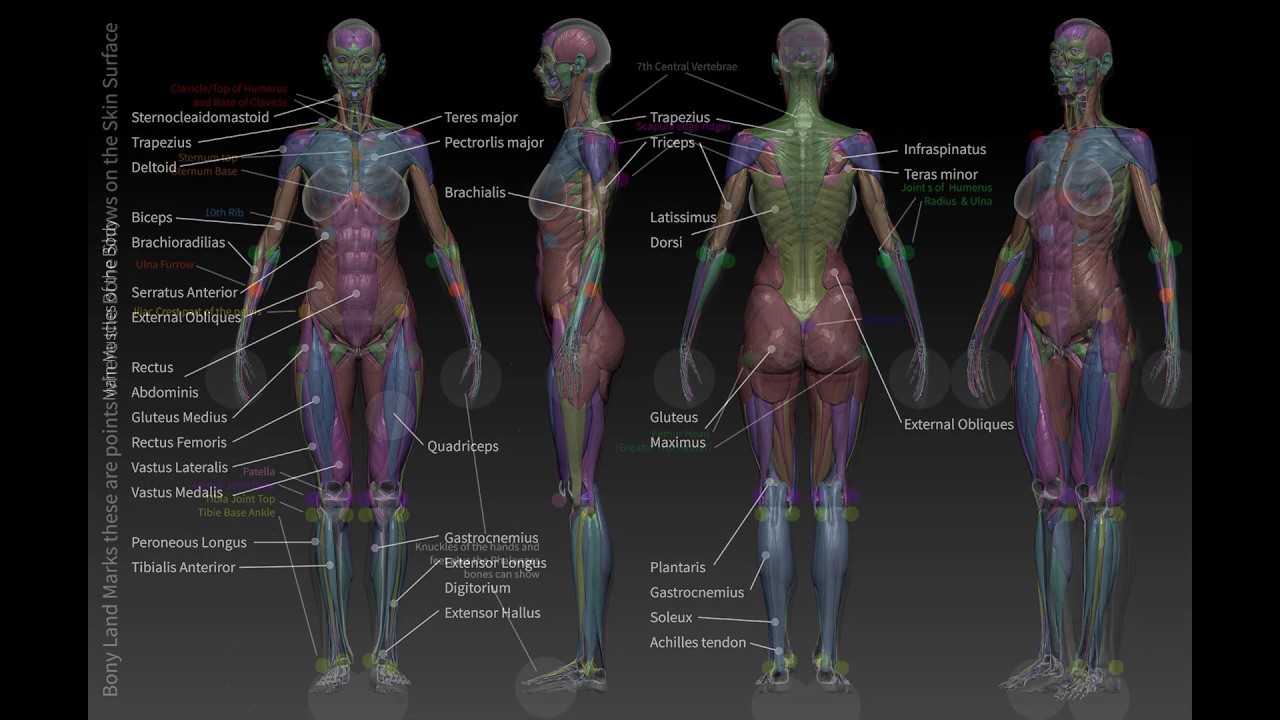 zbrush anatomy pdf