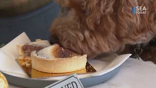 Fine Dining Experience Opens for Dogs at Douge Restaurant, California