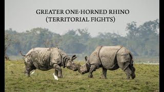 Greater one-horned rhino (Territorial fights) Kaziranga